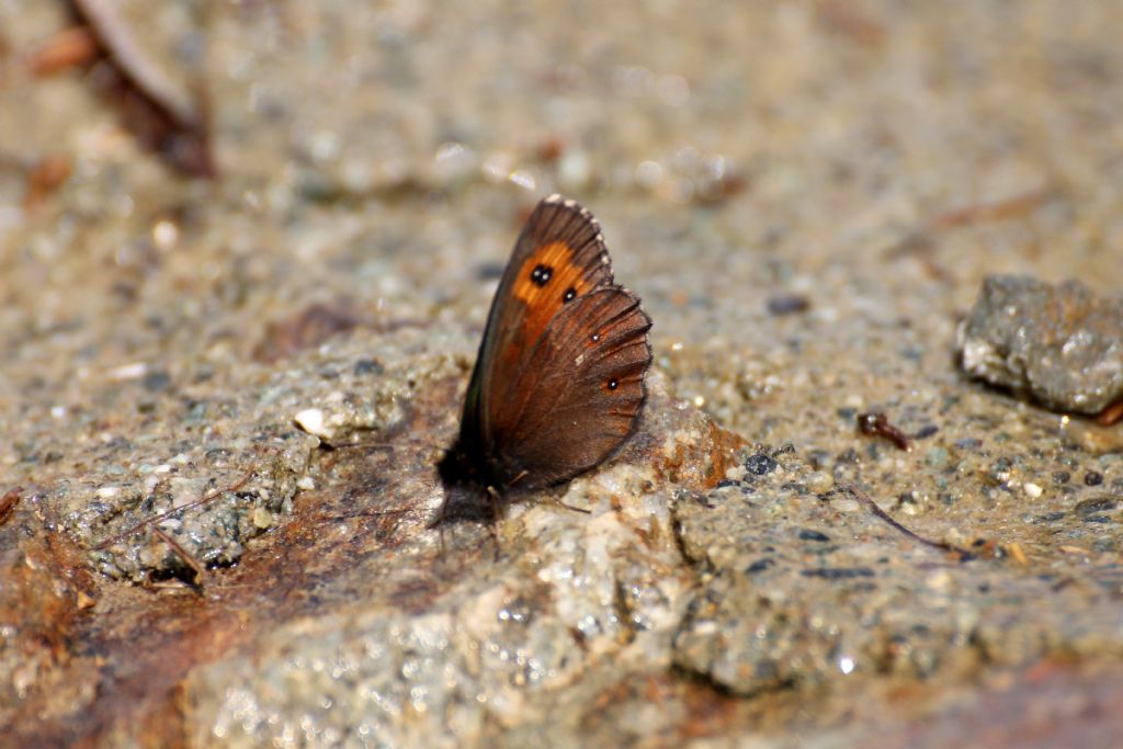 Forse Erebia euryale maschio? S